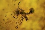 Fossil Ant, Beetle and Two Flies in Baltic Amber #183553-3